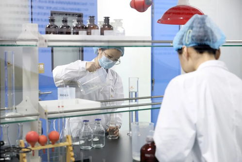 山東人的菊苣百億電力夢 一株小植物如何點(diǎn)亮科研與經(jīng)濟(jì)的未來